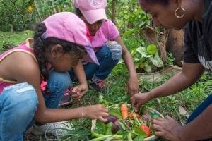 Fun and Learning in the Fall Garden