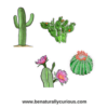 Life in the Desert - Image 5