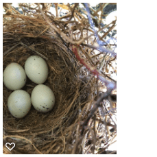 Homeschooled Children, Eggs in Nest