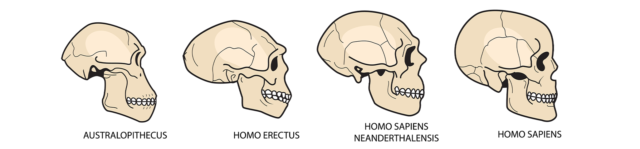 The evolution of the human skull.