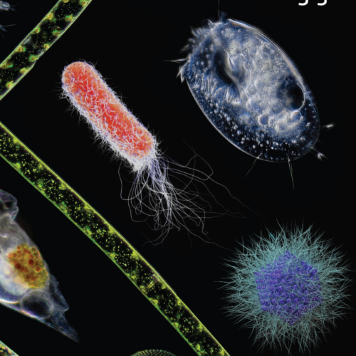 Cover from Microbiology