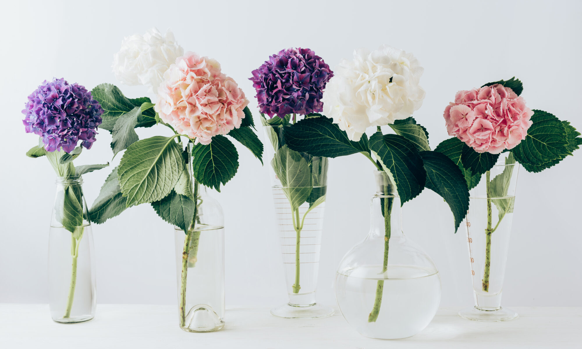 Water Uptake Rates for Different Species of Flowers, the Effects of Different Solutions on the Lifespan of Cut Flowers, Ask Blair, seahomeschoolers.com, Blair Lee, Fun Science Activities, biology, science fair, botany