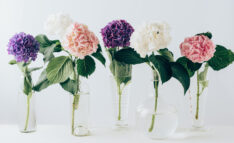 Water Uptake Rates for Different Species of Flowers, the Effects of Different Solutions on the Lifespan of Cut Flowers, Ask Blair, seahomeschoolers.com, Blair Lee, Fun Science Activities, biology, science fair, botany