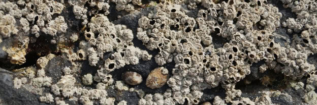 Make a Model of a Barnacle, Blair Lee