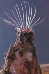 Make a Model of a Barnacle, Blair Lee