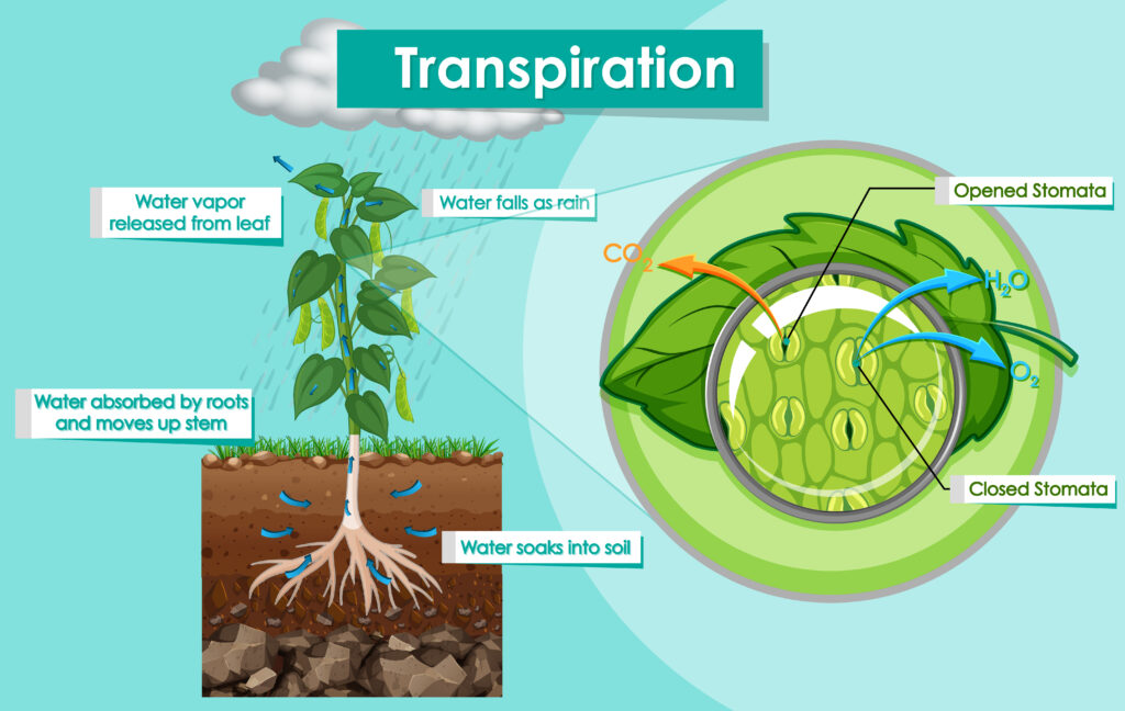 Are Transpiration Rates Different for Different Species of Flowers, botany, biology, transpiration, Ask Blair, seahomeschoolers.com, Blair Lee, Fun Science Activities, science fair
