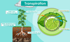 Are Transpiration Rates Different for Different Species of Flowers, botany, biology, transpiration, Ask Blair, seahomeschoolers.com, Blair Lee, Fun Science Activities, science fair